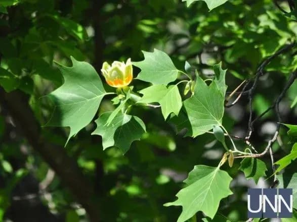 Тюльпани на деревах розквітли в Ужгороді