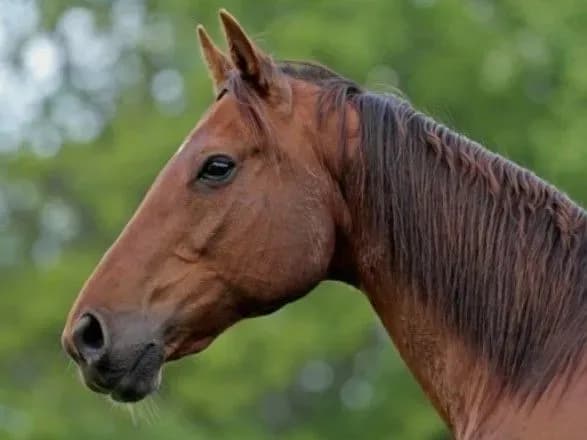 Нещасний випадок: на Львівщині чоловік помер, попередньо, від ударів коня