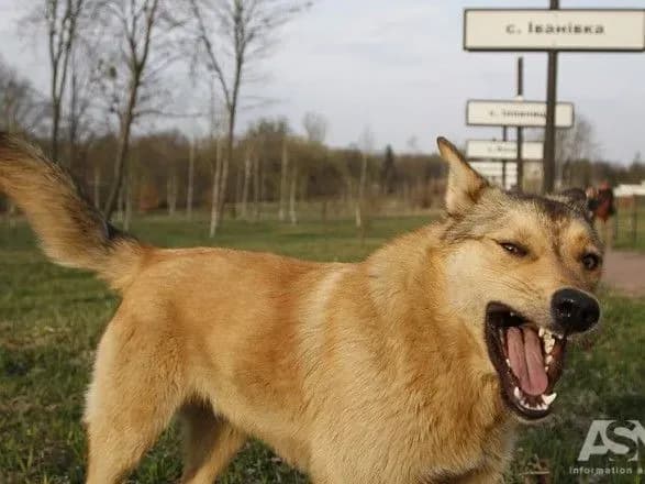 Флора і фауна Чорнобильского заповідника "помолодшали" на сто років