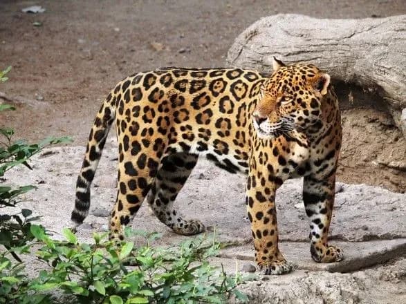 Втеча із зоопарку в Німеччині: п'ятьох хижаків зловили, ведмедя застрелили