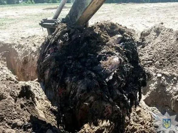 Справа пташиного могильника на Київщині: за Марину Сігал внесли заставу