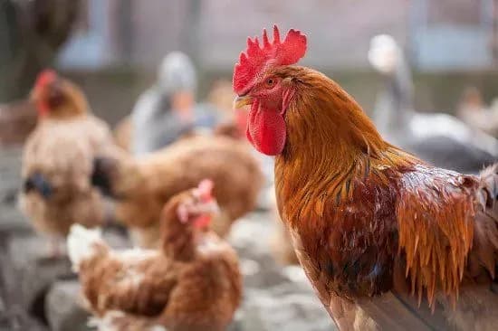 Єврокомісія оцінить контроль за здоров'ям птиці в Україні