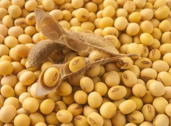 Экспорт украинской сои уйдет в тень из-за “правок Хомутынника” – ВАС