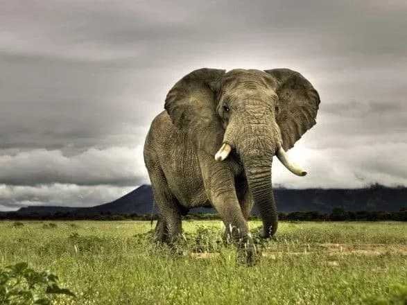 У зоопарку Флориди втік слон Майкла Джексона