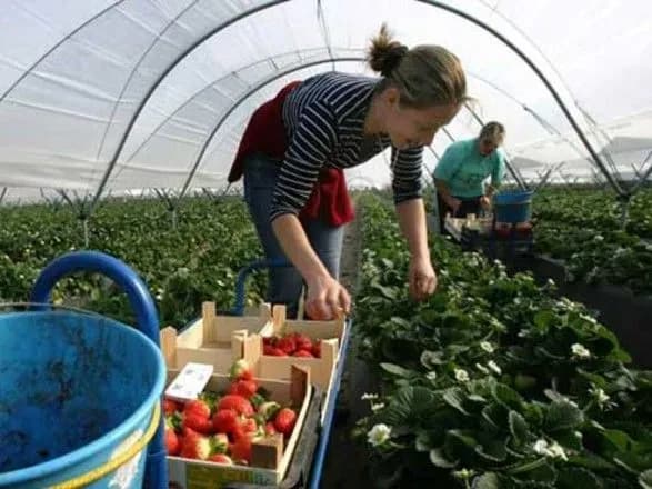 Польський малий та середній бізнес прагне наймати більше українців - дослідження