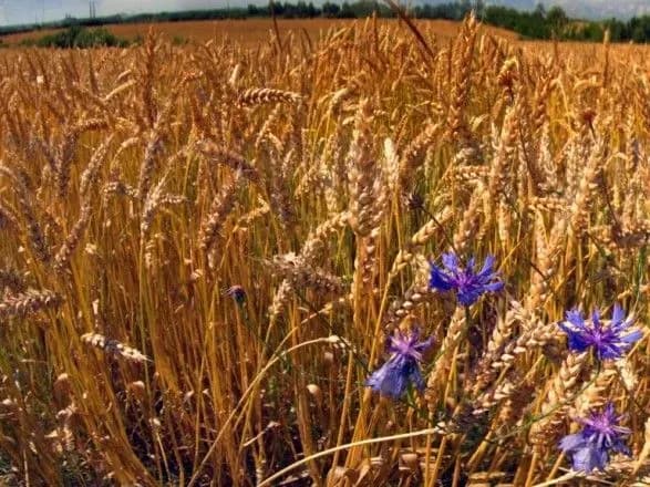 З окупованого Криму експортують зерно до Сирії – ЗМІ