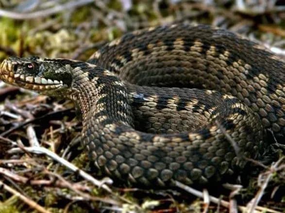 У Києві пенсіонера на дачі покусала гадюка