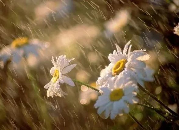 Сьогодні в України очікуються дощі та спека