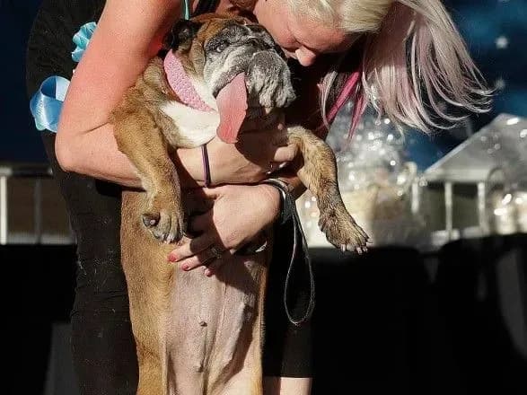 В США определили "самую уродливую" собаку в мире