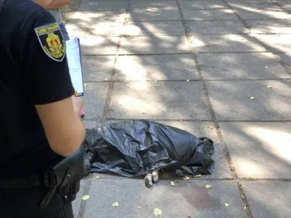 У Кропивницькому жінку запідозрили в отруєнні безпритульних собак