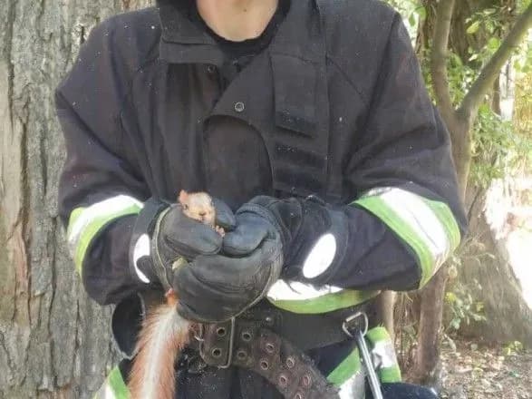 Порятунок пухнастих: сьогодні у Дніпрі дві білки потрапили в біду
