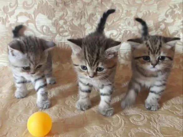 У Харкові невідомі вбили тварин у міні-притулку