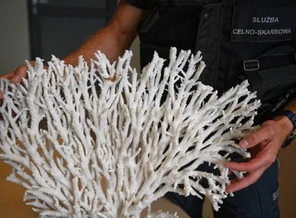 Впервые за пять лет: через польско-украинскую границу пытались провезти 6 кг кораллов