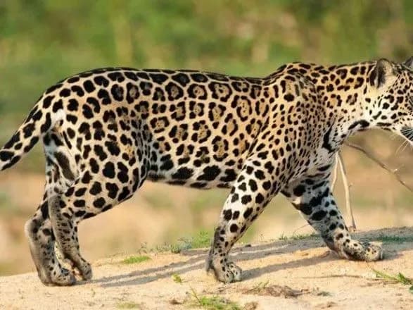 З зоопарку в США втік ягуар та загриз шістьох тварин