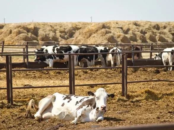 На компенсацію вартості будівництва тваринницьких ферм спрямують 220,1 млн грн