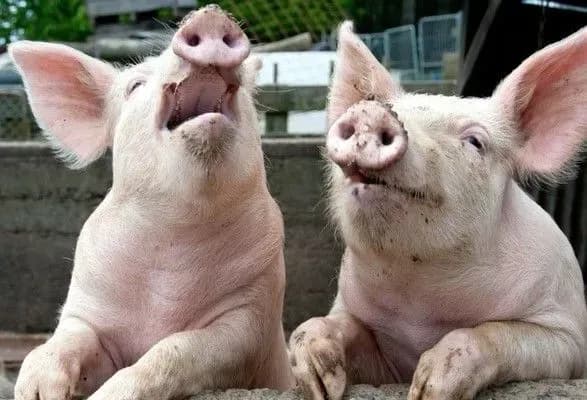 Нові спалахи АЧС: під ударом опинилося одразу п'ять областей