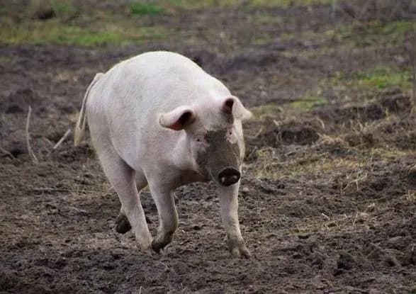 АЧС: Польща не будуватиме паркан на кордоні з Україною