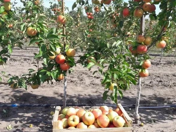 Аграріям виплатять 72,1 млн грн компенсації за саджанці