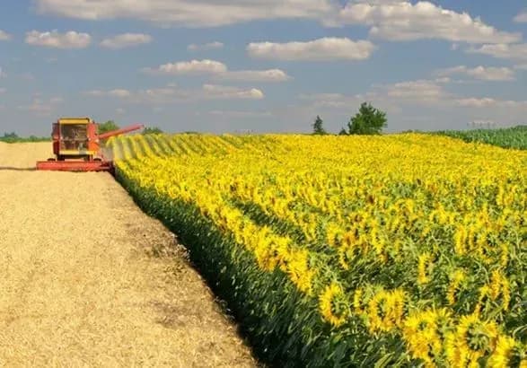 Український виробник олії "Кернел" збільшив експортну перевалку через РФ