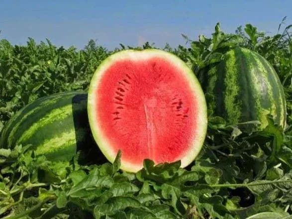 Шахрай “продав” кілька тон кавунів через інтернет мешканцю Сумщини