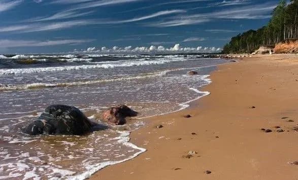 Аномальна спека в Латвії: температура моря б'є рекорди