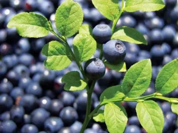 У зоні ЧАЕС затримали українців, які збирали радіоактивну чорницю