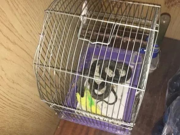 Жителька Миколаєва виявила у себе на балконі змію