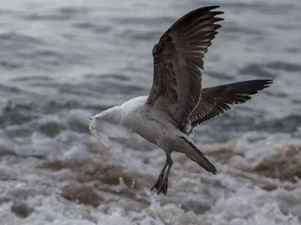 У Чилі заборонили використання поліетиленових пакетів