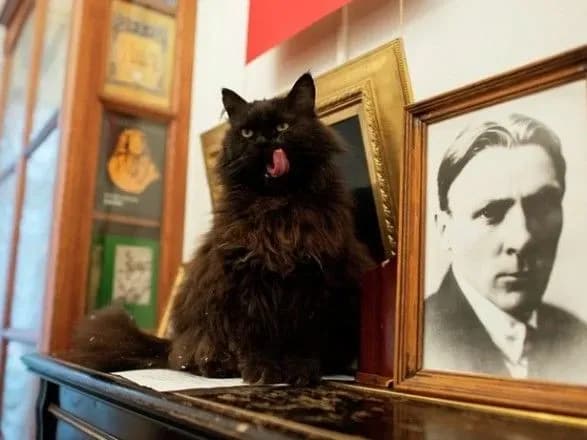 Кота Бегемота повернули у "Булгаківський дім" і хочуть купити нашийник з GPS