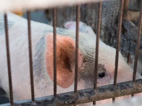 Масштабная вспышка АЧС зафиксирована в Латвии