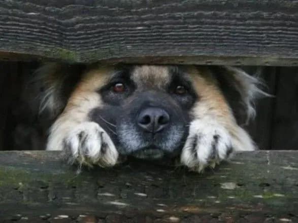 Українці закликали заборонити тримати собак у багатоповерхівках