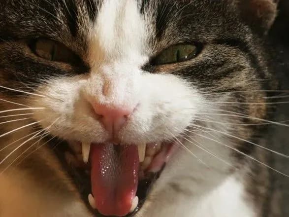 Через скажених котів у Харкові постраждали троє людей