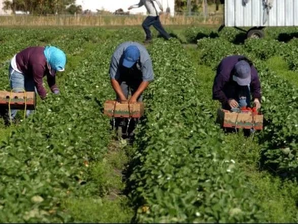 У Польщі виявили понад 200 незаконних працівників з України