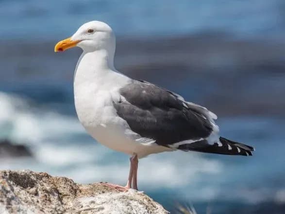 Пластик став причиною масової загибелі чайок в Латвії