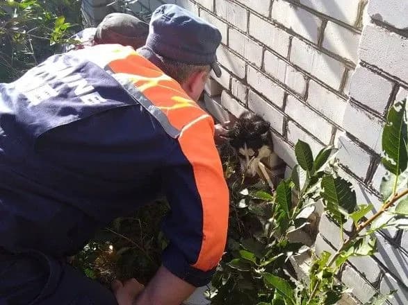 У Миколаєві рятувальники визволили цуценя хаскі з цегляної пастки