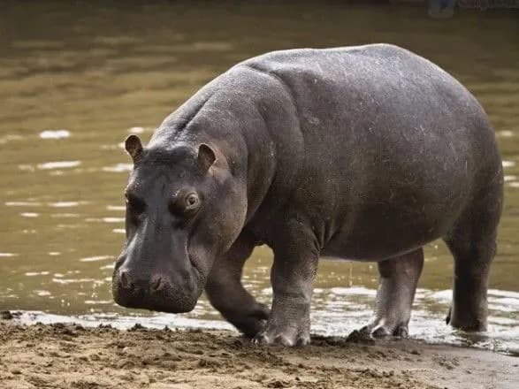Бегемот вбив китайського туриста у Кенії