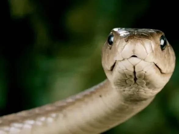 У Львові померла чотирирічна дитина, яку вкусила змія