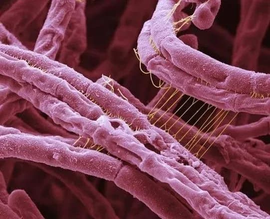 Через сибірку у Внутрішній Монголії ввели карантин