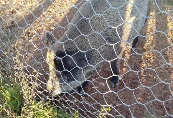 АЧС: Данія схвалила будівництво паркану на кордоні з Німеччиною