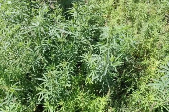 Мужчина в Николаевской области вырастил конопли на 12 млн грн