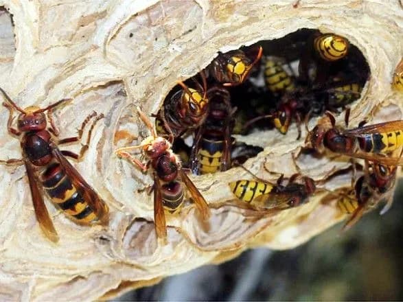 На Тернопільщині шершні атакували акушерський пункт