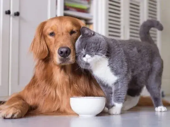 Котолюби проти собачників: кого воліють тримати вдома у США