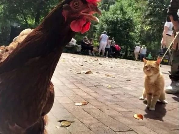 Домашняя курица Сэмми, которая путешествует по Америке, покорила Instagram