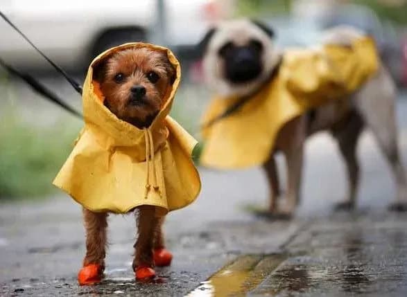 Синоптики: дождливый циклон задержится в Украине на выходные