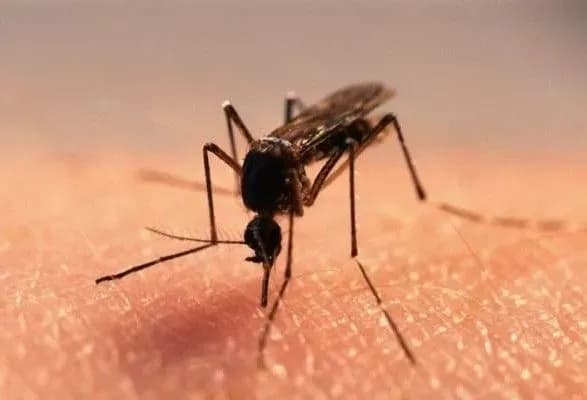 В Киеве проверяют информацию о заболевания лихорадкой Западного Нила