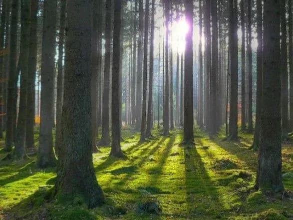 Президент сподівається на запровадження сучасних методів ведення лісового господарства