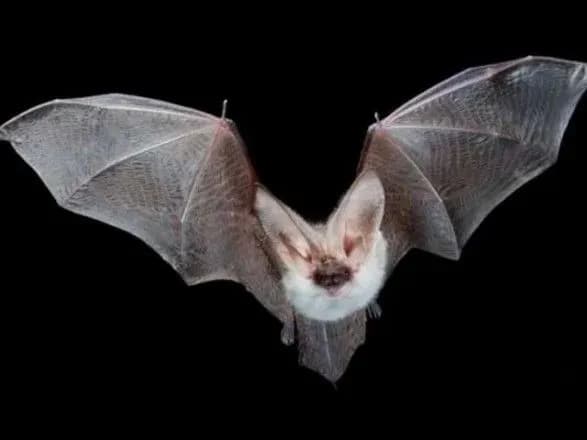 Україна долучиться до "Ночі кажанів"
