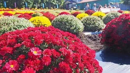 У Києві відкриється фестиваль хризантем