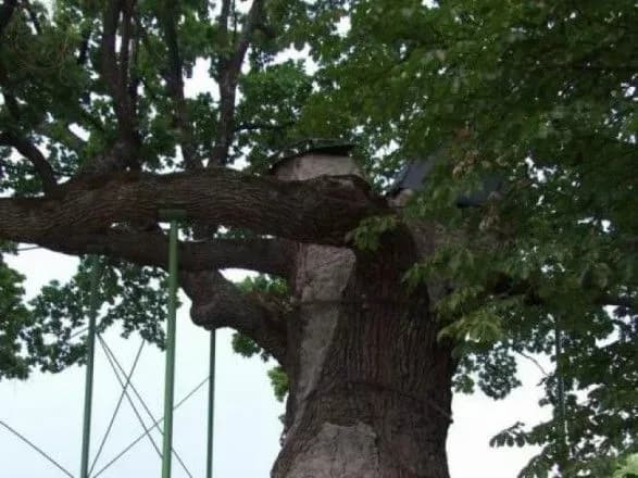 "Дуби Шевченка" запропонували зробити загальнодержавною пам'яткою