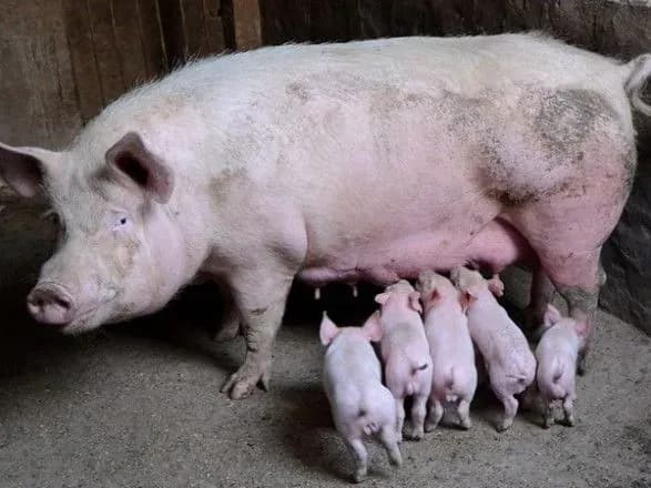 Эксперт назвал АЧС одной из угроз развития мирового свиноводства